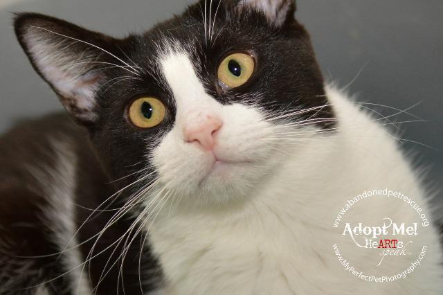 Moo Moo, an adoptable Domestic Short Hair, Tuxedo in Fort Lauderdale, FL, 33304 | Photo Image 1
