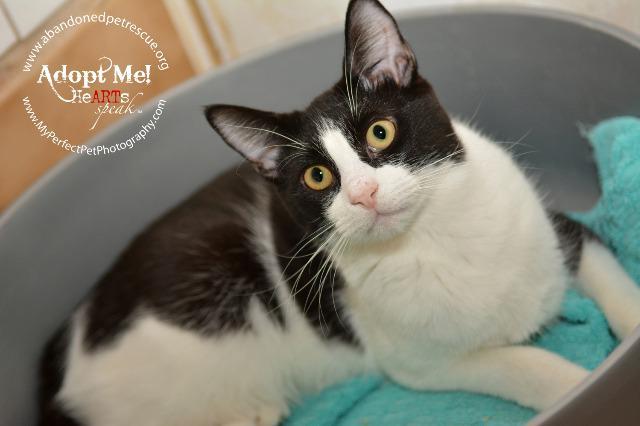 Moo Moo, an adoptable Domestic Short Hair, Tuxedo in Fort Lauderdale, FL, 33304 | Photo Image 2