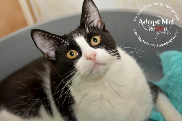 Moo Moo, an adoptable Domestic Short Hair, Tuxedo in Fort Lauderdale, FL, 33304 | Photo Image 3