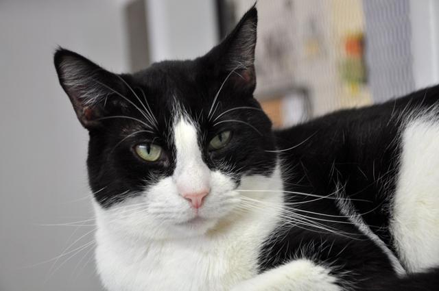 Moo Moo, an adoptable Domestic Short Hair, Tuxedo in Fort Lauderdale, FL, 33304 | Photo Image 4