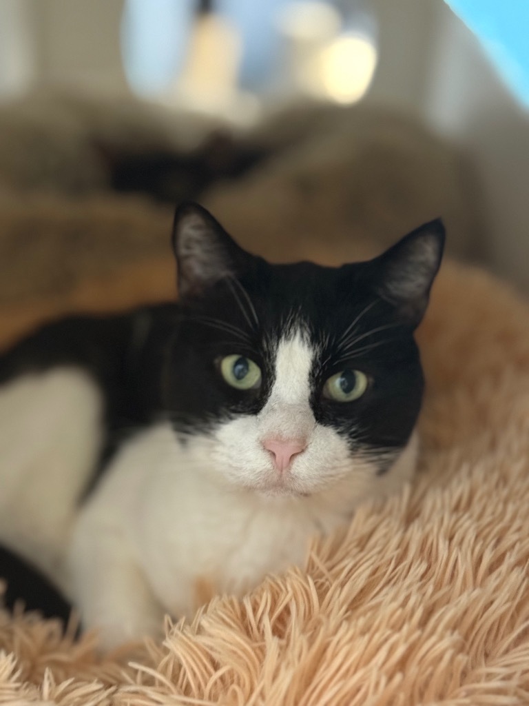 Moo Moo, an adoptable Domestic Short Hair, Tuxedo in Fort Lauderdale, FL, 33304 | Photo Image 5