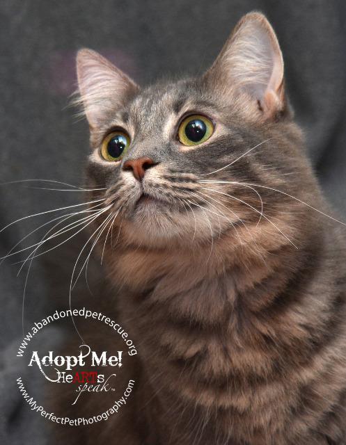 Breezy, an adoptable Domestic Medium Hair in Fort Lauderdale, FL, 33304 | Photo Image 2