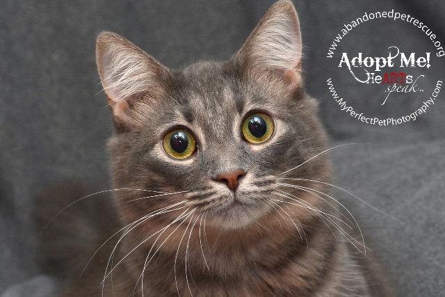 Breezy, an adoptable Domestic Medium Hair in Fort Lauderdale, FL, 33304 | Photo Image 2