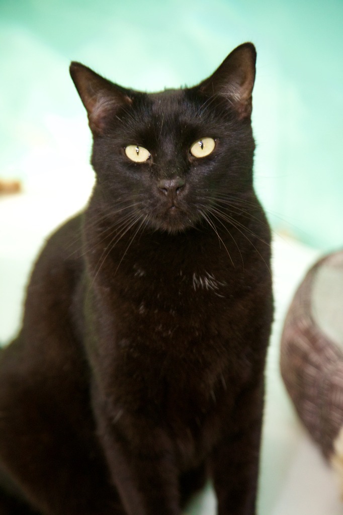 Sparrow, an adoptable Domestic Short Hair in Fort Lauderdale, FL, 33304 | Photo Image 1