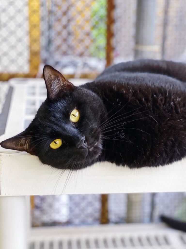Sparrow, an adoptable Domestic Short Hair in Fort Lauderdale, FL, 33304 | Photo Image 2