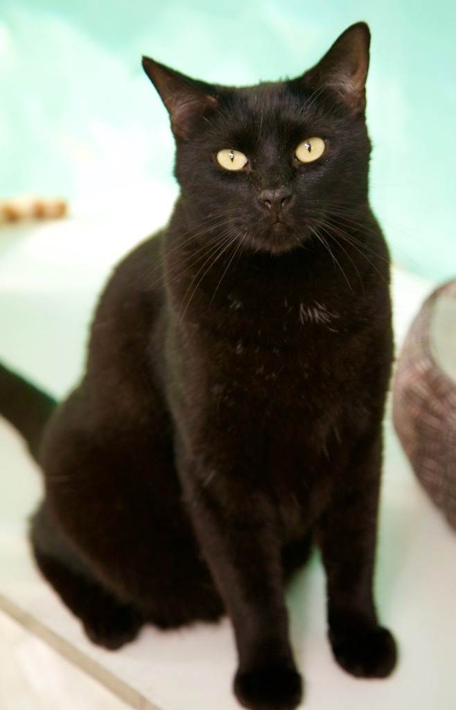 Sparrow, an adoptable Domestic Short Hair in Fort Lauderdale, FL, 33304 | Photo Image 3