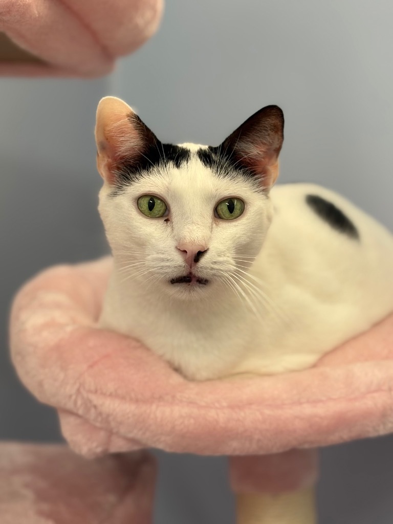 Mouse, an adoptable Domestic Short Hair in Fort Lauderdale, FL, 33304 | Photo Image 1