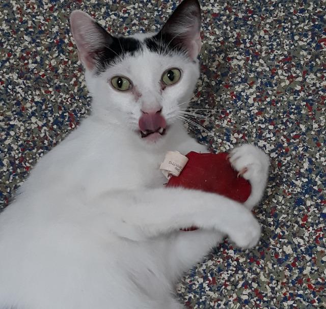 Mouse, an adoptable Domestic Short Hair in Fort Lauderdale, FL, 33304 | Photo Image 2