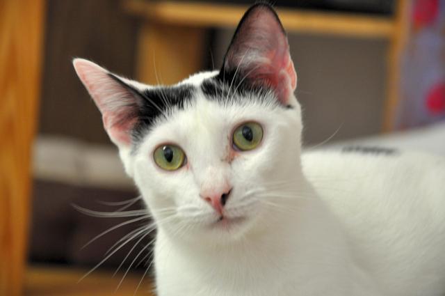 Mouse, an adoptable Domestic Short Hair in Fort Lauderdale, FL, 33304 | Photo Image 2