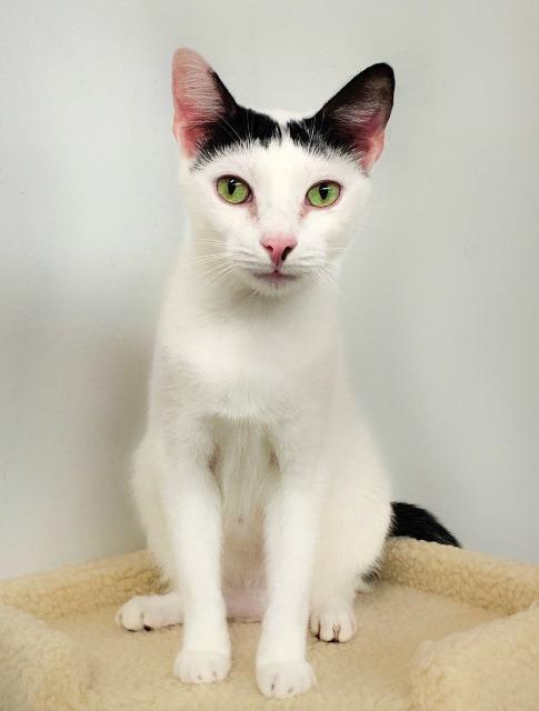 Mouse, an adoptable Domestic Short Hair in Fort Lauderdale, FL, 33304 | Photo Image 4