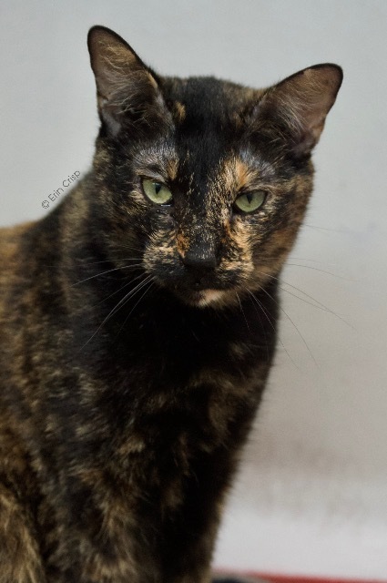 Pixel, an adoptable Tortoiseshell in Fort Lauderdale, FL, 33304 | Photo Image 1
