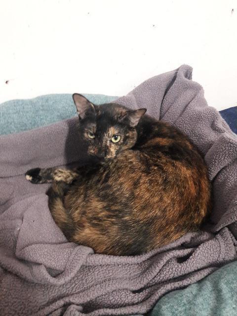 Pixel, an adoptable Tortoiseshell in Fort Lauderdale, FL, 33304 | Photo Image 2