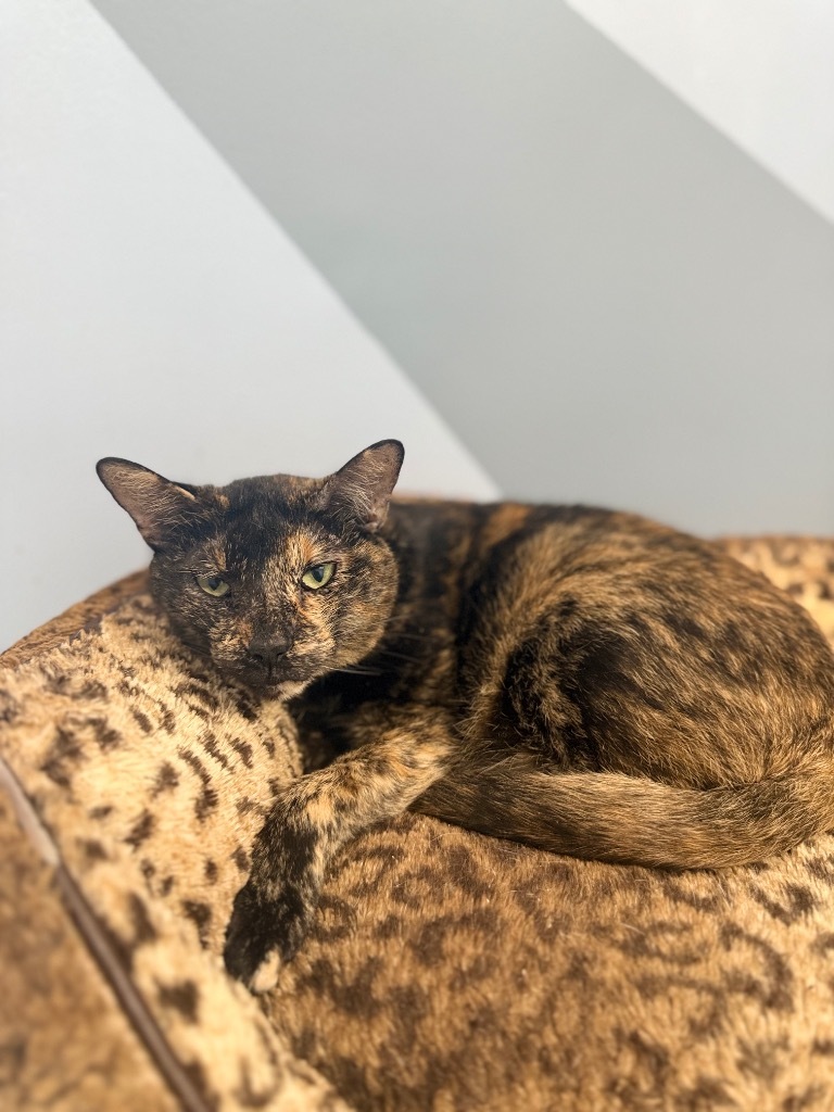 Pixel, an adoptable Tortoiseshell in Fort Lauderdale, FL, 33304 | Photo Image 4