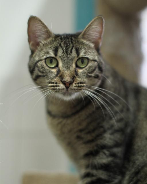 Harper, an adoptable Domestic Short Hair, Tabby in Fort Lauderdale, FL, 33304 | Photo Image 1