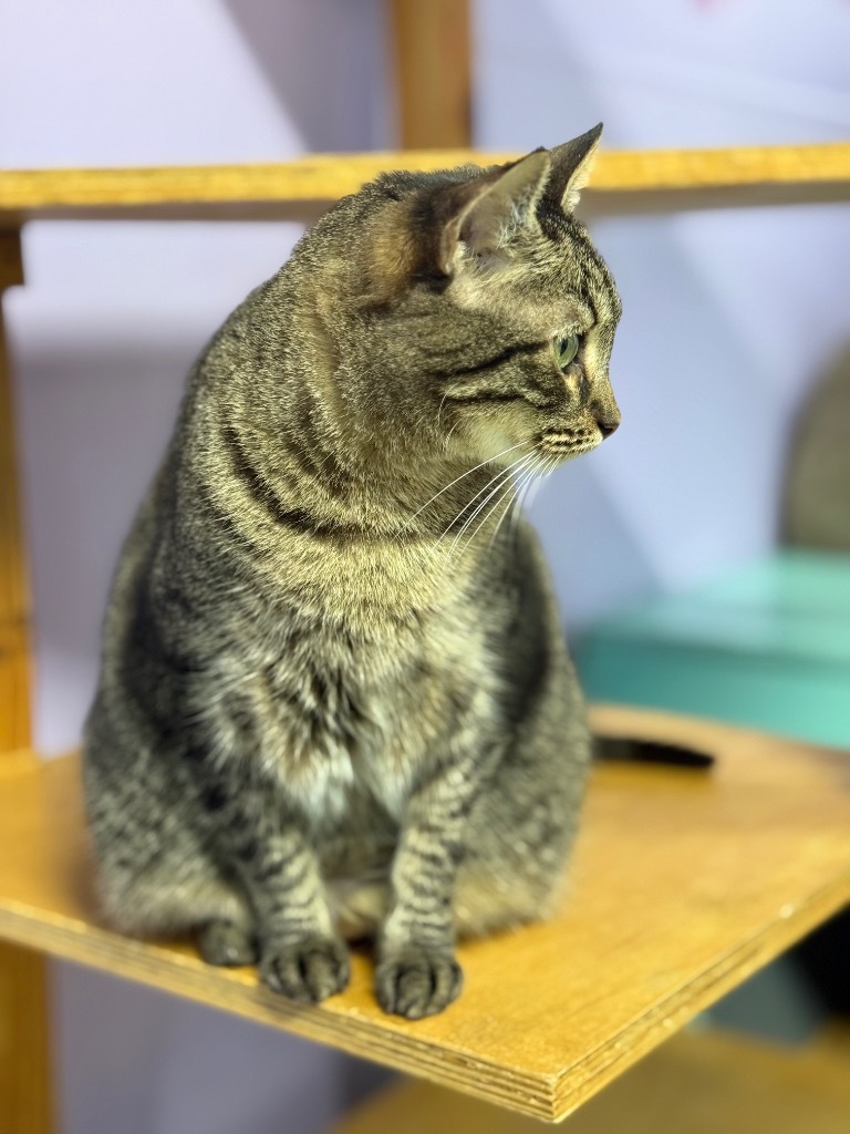 Harper, an adoptable Domestic Short Hair, Tabby in Fort Lauderdale, FL, 33304 | Photo Image 2