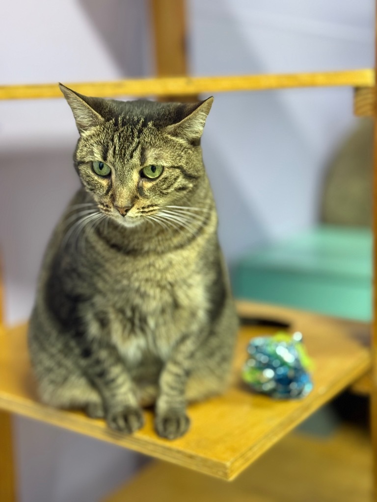 Harper, an adoptable Domestic Short Hair, Tabby in Fort Lauderdale, FL, 33304 | Photo Image 3