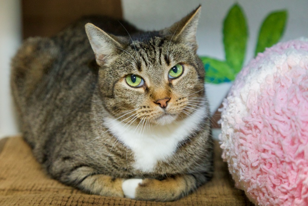 Harvey, an adoptable Tabby in Fort Lauderdale, FL, 33304 | Photo Image 1