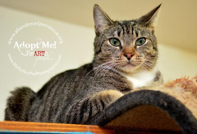 Harvey, an adoptable Tabby in Fort Lauderdale, FL, 33304 | Photo Image 2