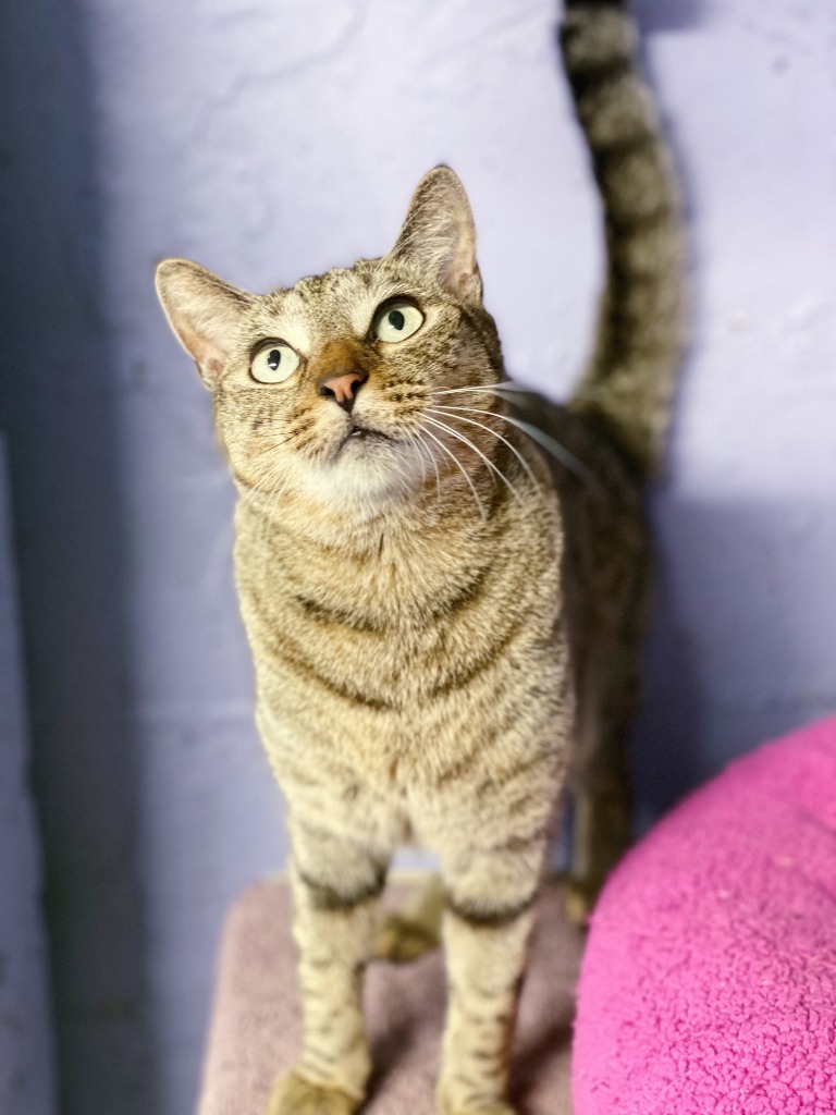 Roger, an adoptable Tabby, Domestic Short Hair in Fort Lauderdale, FL, 33304 | Photo Image 1