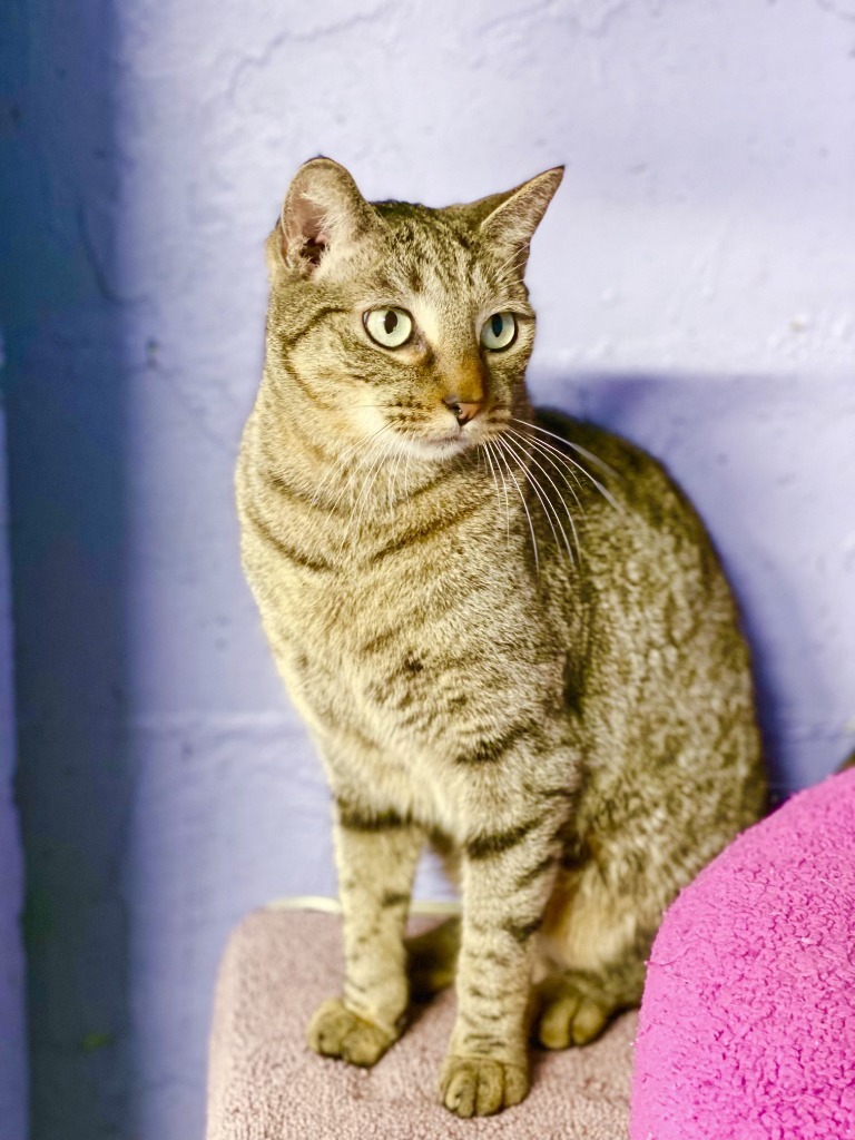 Roger, an adoptable Tabby, Domestic Short Hair in Fort Lauderdale, FL, 33304 | Photo Image 2