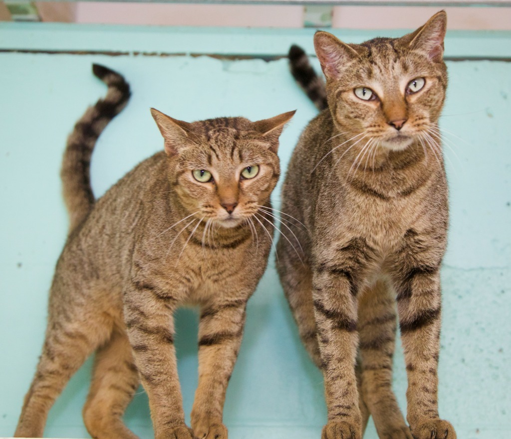 Roger, an adoptable Tabby, Domestic Short Hair in Fort Lauderdale, FL, 33304 | Photo Image 3