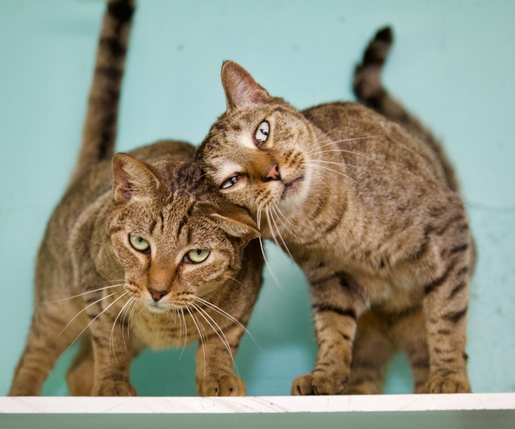 Roger, an adoptable Tabby, Domestic Short Hair in Fort Lauderdale, FL, 33304 | Photo Image 4