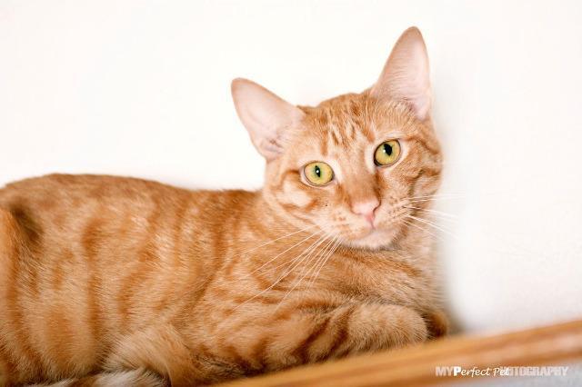 Farley, an adoptable Domestic Short Hair, Tabby in Fort Lauderdale, FL, 33304 | Photo Image 1