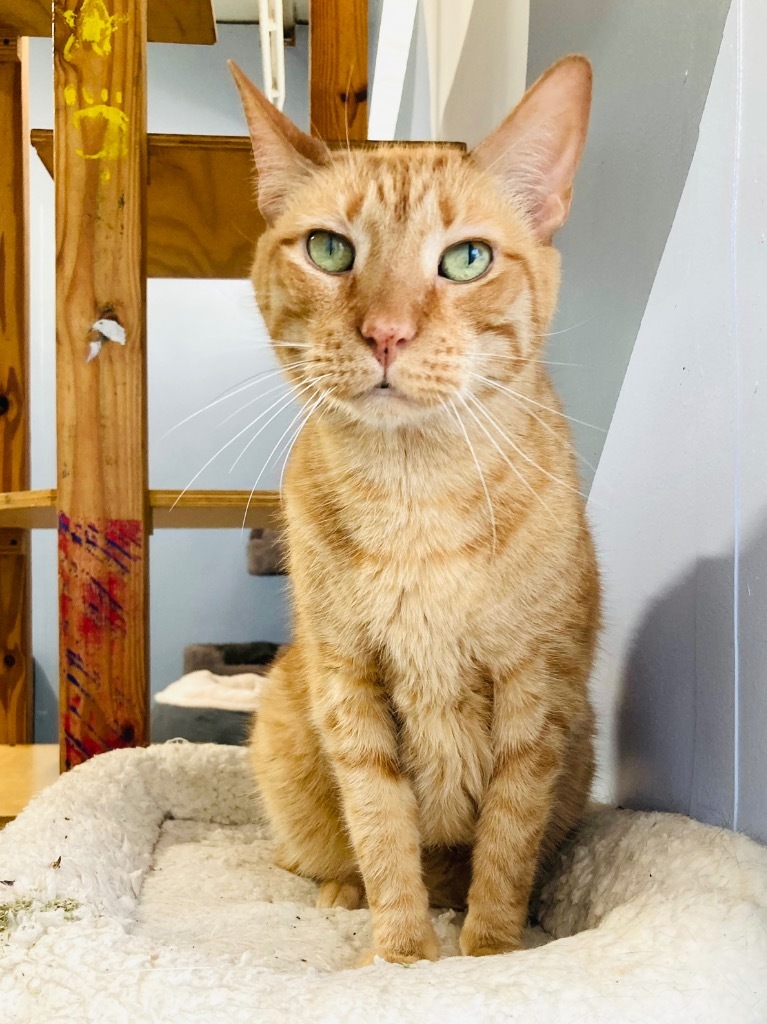 Farley, an adoptable Domestic Short Hair, Tabby in Fort Lauderdale, FL, 33304 | Photo Image 1