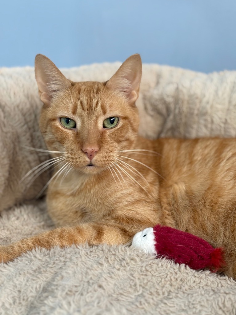 Farley, an adoptable Domestic Short Hair, Tabby in Fort Lauderdale, FL, 33304 | Photo Image 1