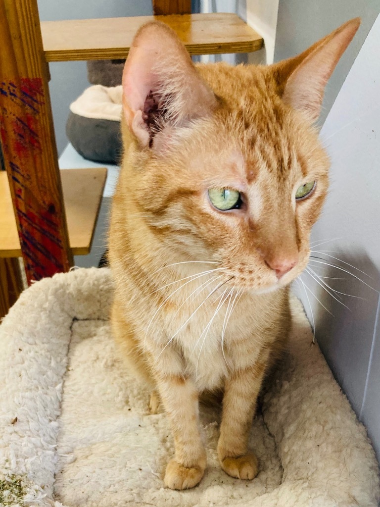 Farley, an adoptable Domestic Short Hair, Tabby in Fort Lauderdale, FL, 33304 | Photo Image 2