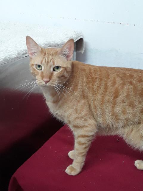 Farley, an adoptable Domestic Short Hair, Tabby in Fort Lauderdale, FL, 33304 | Photo Image 3