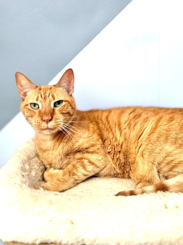 Farley, an adoptable Domestic Short Hair, Tabby in Fort Lauderdale, FL, 33304 | Photo Image 3