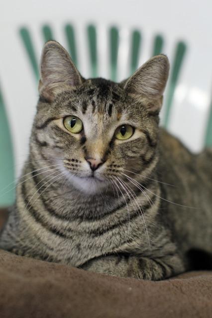 Lil Bit, an adoptable Domestic Short Hair, Tabby in Fort Lauderdale, FL, 33304 | Photo Image 1