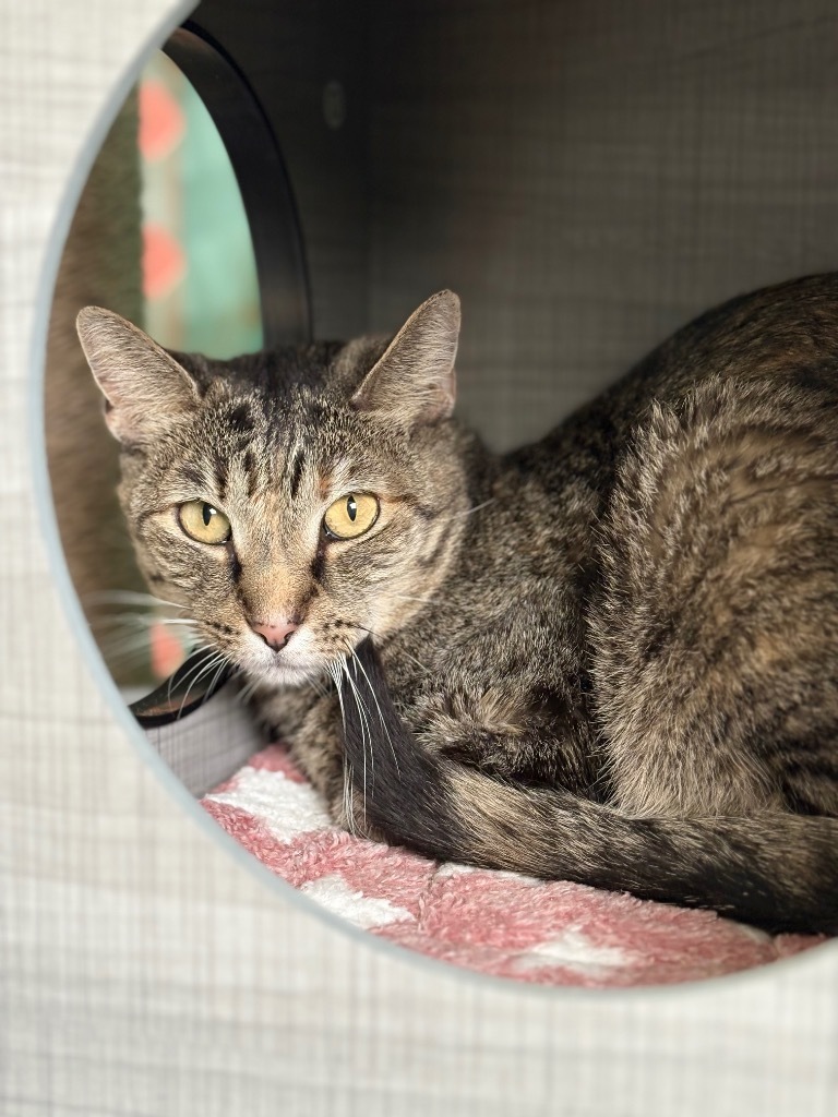 Lil Bit, an adoptable Domestic Short Hair, Tabby in Fort Lauderdale, FL, 33304 | Photo Image 1