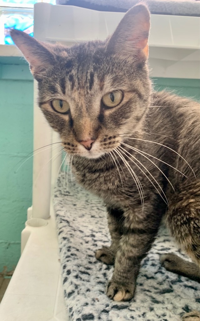 Lil Bit, an adoptable Domestic Short Hair, Tabby in Fort Lauderdale, FL, 33304 | Photo Image 2