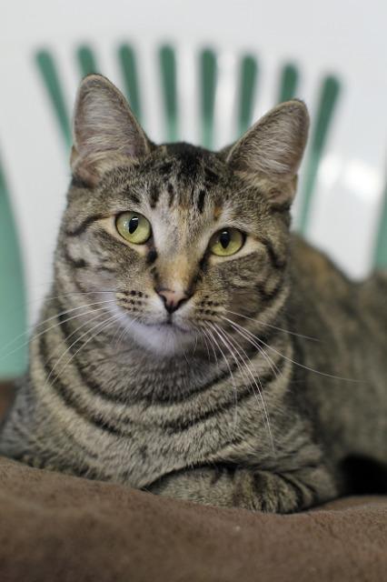 Lil Bit, an adoptable Domestic Short Hair, Tabby in Fort Lauderdale, FL, 33304 | Photo Image 2