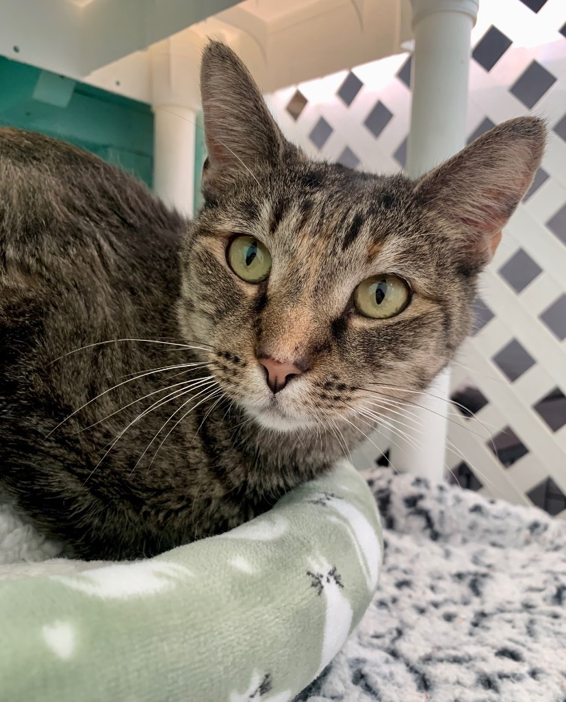 Lil Bit, an adoptable Domestic Short Hair, Tabby in Fort Lauderdale, FL, 33304 | Photo Image 3