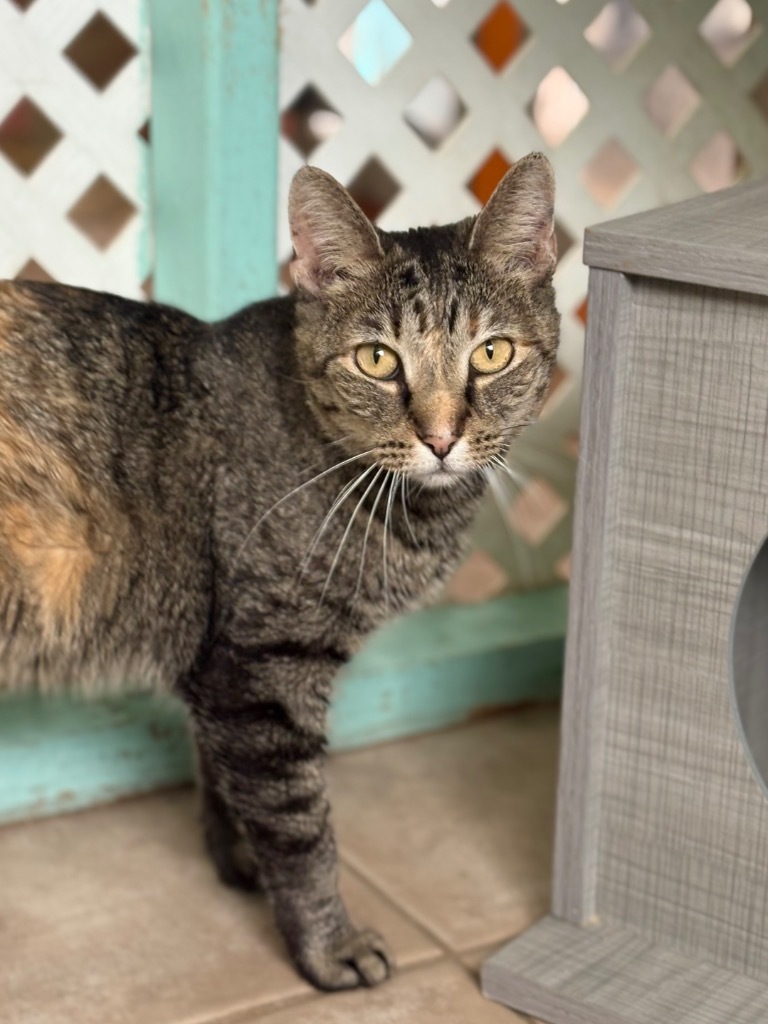 Lil Bit, an adoptable Domestic Short Hair, Tabby in Fort Lauderdale, FL, 33304 | Photo Image 4