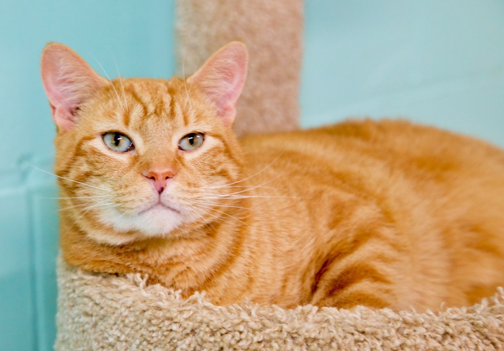 Fergal, an adoptable Domestic Short Hair, Tabby in Fort Lauderdale, FL, 33304 | Photo Image 1