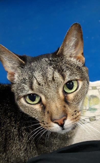 Connie, an adoptable Domestic Short Hair, Tabby in Fort Lauderdale, FL, 33304 | Photo Image 1