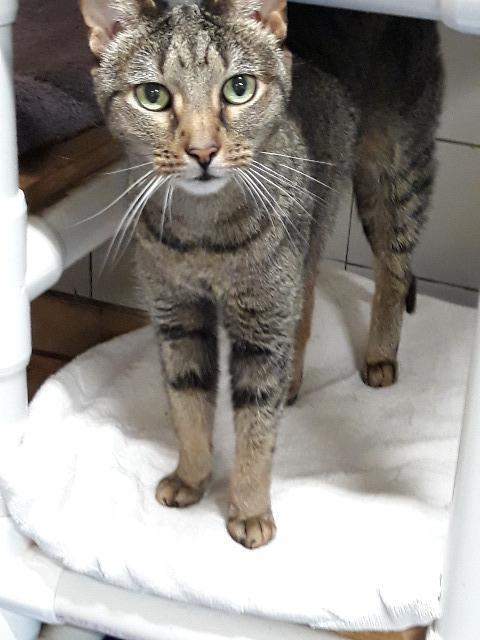 Connie, an adoptable Domestic Short Hair, Tabby in Fort Lauderdale, FL, 33304 | Photo Image 2