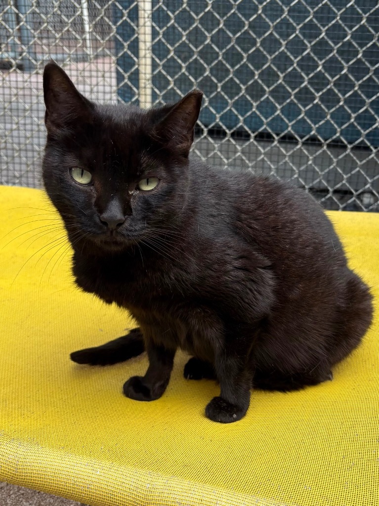 Juliet, an adoptable Domestic Short Hair in Fort Lauderdale, FL, 33304 | Photo Image 1