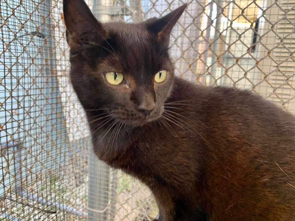 Juliet, an adoptable Domestic Short Hair in Fort Lauderdale, FL, 33304 | Photo Image 3