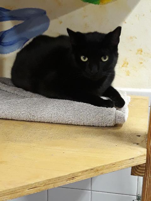 Juliet, an adoptable Domestic Short Hair in Fort Lauderdale, FL, 33304 | Photo Image 3