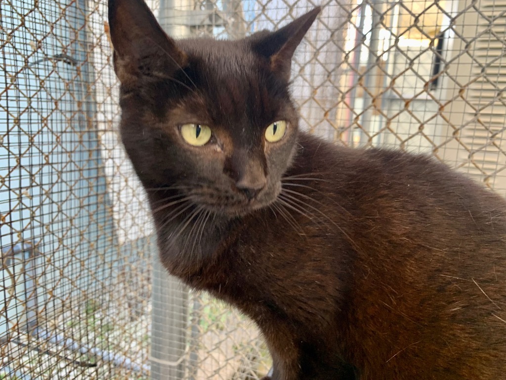 Juliet, an adoptable Domestic Short Hair in Fort Lauderdale, FL, 33304 | Photo Image 4