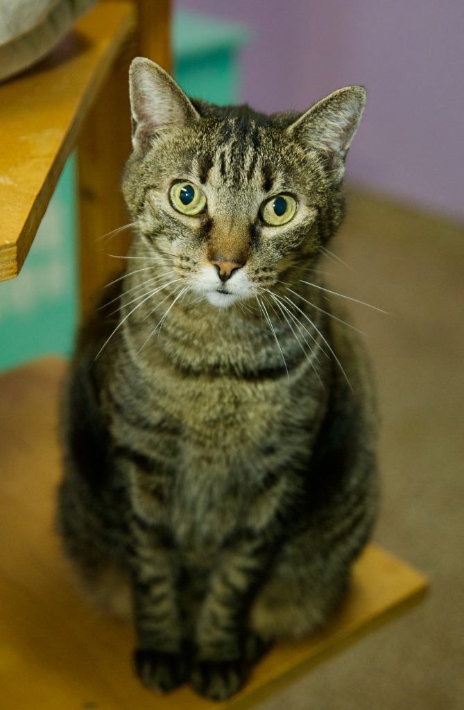 Christy, an adoptable Tabby, Domestic Short Hair in Fort Lauderdale, FL, 33304 | Photo Image 1