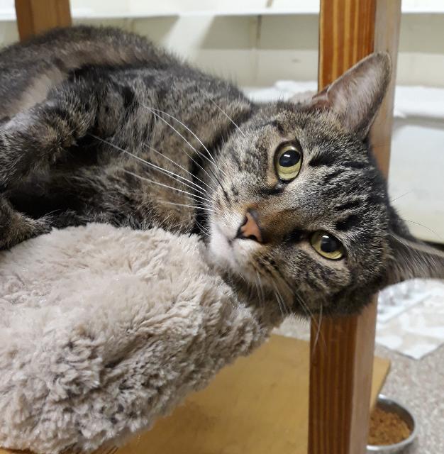 Christy, an adoptable Tabby, Domestic Short Hair in Fort Lauderdale, FL, 33304 | Photo Image 2