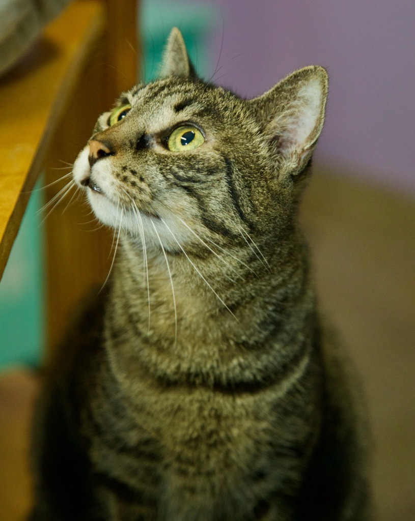 Christy * Long shot*, an adoptable Tabby, Domestic Short Hair in Fort Lauderdale, FL, 33304 | Photo Image 3
