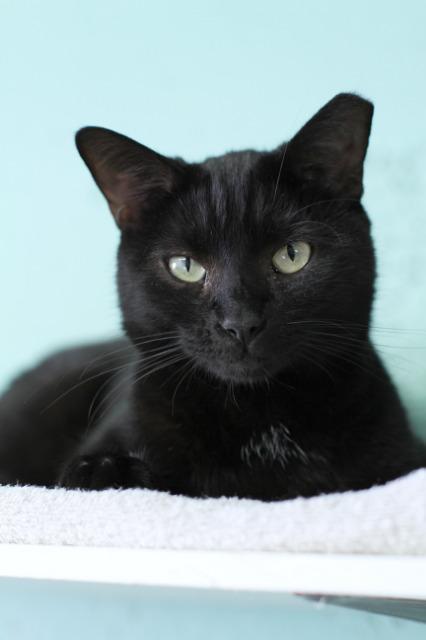 Tinker / Stalker, an adoptable Domestic Short Hair in Fort Lauderdale, FL, 33304 | Photo Image 1