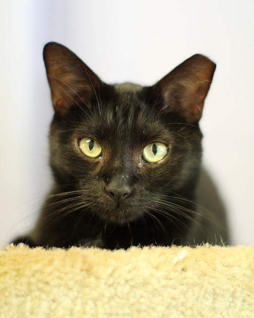 Stalker, an adoptable Domestic Short Hair in Fort Lauderdale, FL, 33304 | Photo Image 2